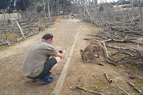 Phillip Island Penguin And Wildlife Tour - Hobart Tourism 30