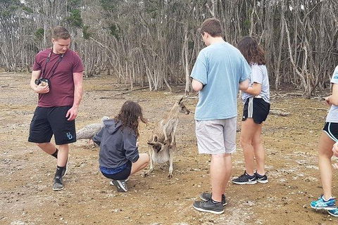 Phillip Island Penguin And Wildlife Tour - Hobart Tourism 3