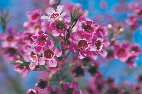 Best Of Perth Wildflower Season Day Trip - Hobart Tourism 5