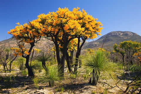Best Of Perth Wildflower Season Day Trip - Hobart Tourism 1