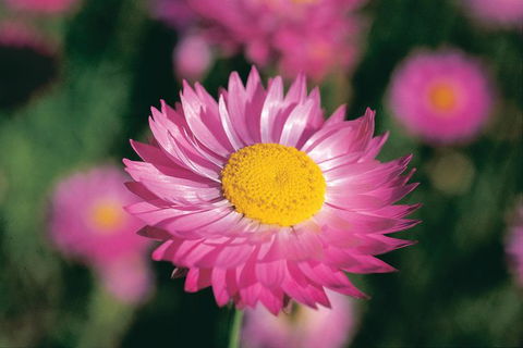 Best Of Perth Wildflower Season Day Trip - Hobart Tourism 2