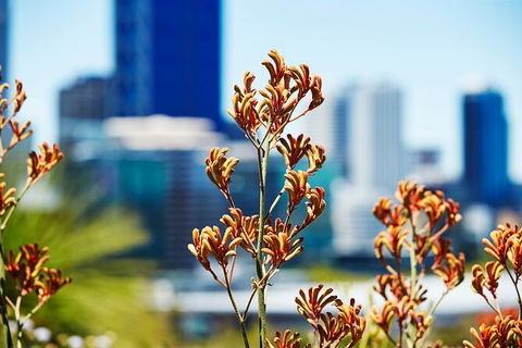 Best Of Perth Wildflower Season Day Trip - Hobart Tourism 4