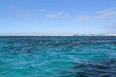 Marine Eco Safari - Swim With Manta Rays - Hobart Tourism 2