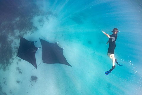 Marine Eco Safari - Swim With Manta Rays - Hobart Tourism 1