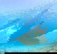 Marine Eco Safari - Swim with Manta Rays - Tourism TAS