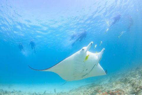 Marine Eco Safari - Swim With Manta Rays - Hobart Tourism 0