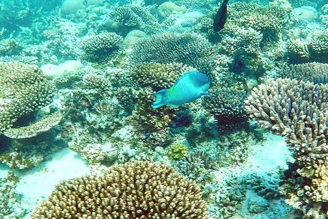 Marine Eco Safari - Swim With Manta Rays - Hobart Tourism 3