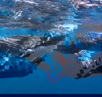 Whale Shark Safari - Tourism TAS