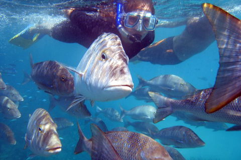 Coral Bay 2-Hour Coral Viewing And Snorkeling - Hobart Tourism 0