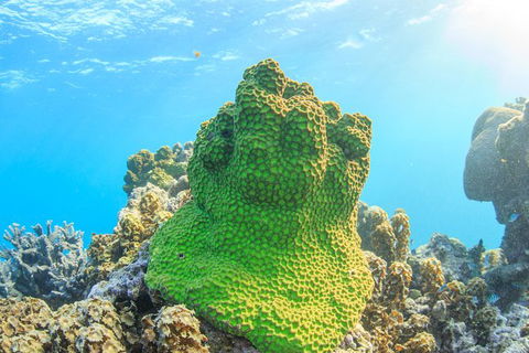 Coral Bay 2-Hour Coral Viewing And Snorkeling - Hobart Tourism 5
