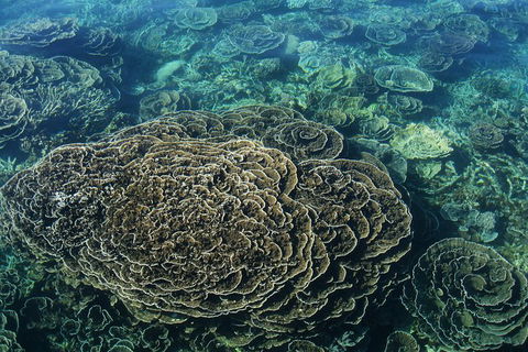 Coral Bay 2-Hour Coral Viewing And Snorkeling - Hobart Tourism 1