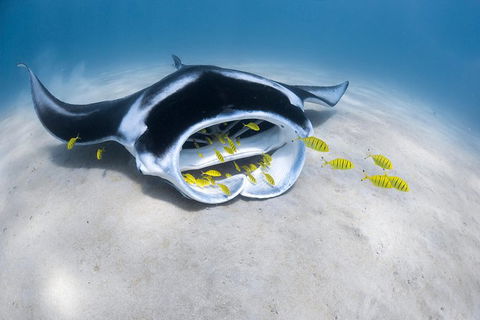 Ningaloo Adventure And Manta Ray Tour - Hobart Tourism 9