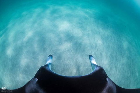 Ningaloo Adventure And Manta Ray Tour - Hobart Tourism 5