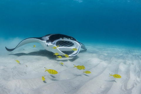 Ningaloo Adventure And Manta Ray Tour - Hobart Tourism 2
