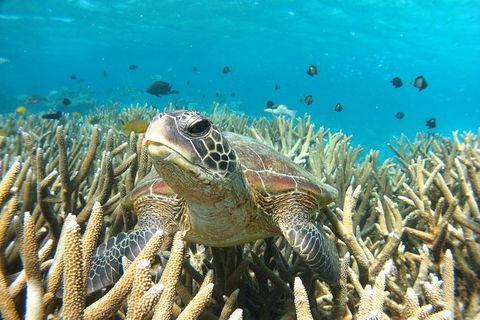Coral Bay 3-Hour Turtle Ecotour - Tourism TAS 0