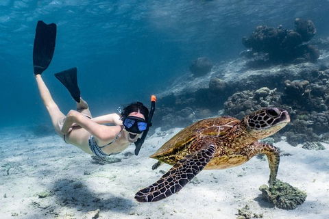Coral Bay 3-Hour Turtle Ecotour - Tourism TAS 3