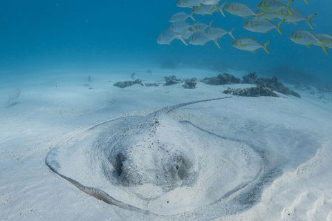 Coral Bay 3-Hour Turtle Ecotour - Tourism TAS 2
