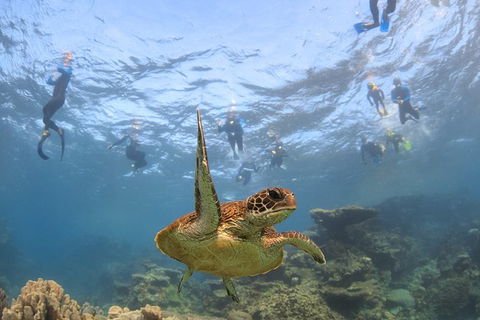 Coral Bay 3-Hour Turtle Ecotour - Tourism TAS 4