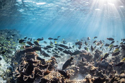 Coral Bay 3-Hour Turtle Ecotour - Tourism TAS 5