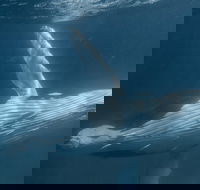 Humpback Whale Safari - Tourism TAS