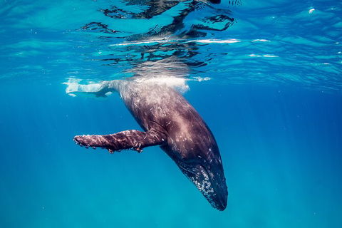 Life On Ningaloo Swimming Tour In Exmouth - Tourism TAS 5