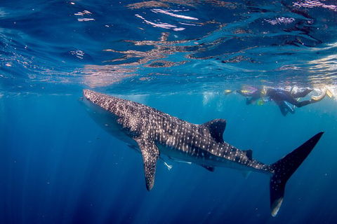 Life On Ningaloo Swimming Tour In Exmouth - Tourism TAS 2