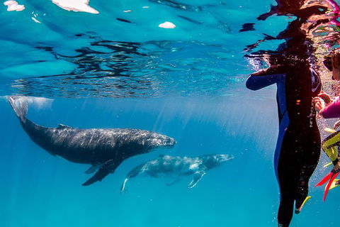 Life On Ningaloo Swimming Tour In Exmouth - Tourism TAS 0