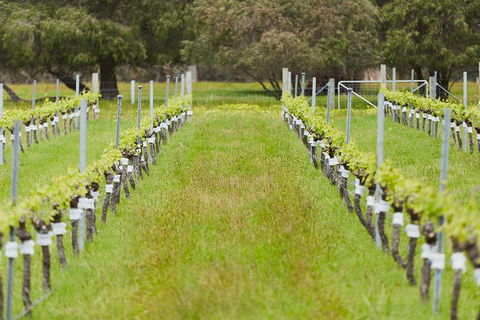Organic Vineyard/Farm Tour - Tourism TAS 4