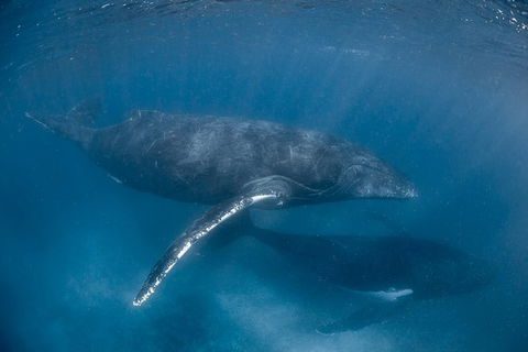 Full-Day Whale Watching Snorkeling And Swimming At Coral Bay - Tourism TAS 6