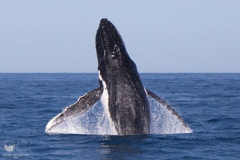 Full-Day Whale Watching Snorkeling And Swimming At Coral Bay - Tourism TAS 0