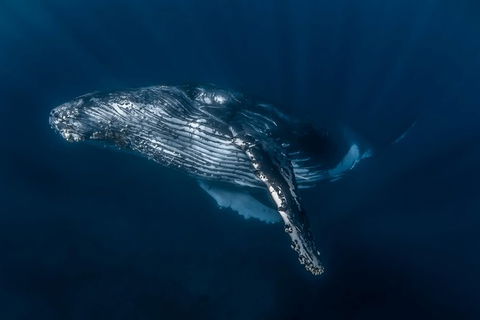 Full-Day Whale Watching Snorkeling And Swimming At Coral Bay - Tourism TAS 7
