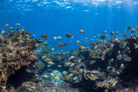 Full-Day Whale Watching Snorkeling And Swimming At Coral Bay - Tourism TAS 1