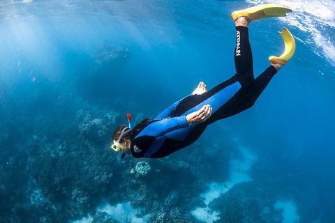 Full-Day Whale Watching Snorkeling And Swimming At Coral Bay - Tourism TAS 2