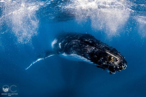 Full-Day Whale Watching Snorkeling And Swimming At Coral Bay - Tourism TAS 4