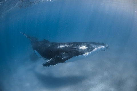 Full-Day Whale Watching Snorkeling And Swimming At Coral Bay - Tourism TAS 5