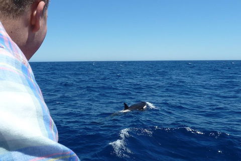 Full-Day Killer Whale Expedition From Albany - Tourism TAS 1