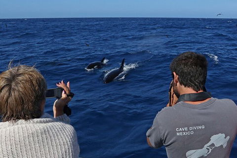 Full-Day Killer Whale Expedition From Albany - Tourism TAS 2
