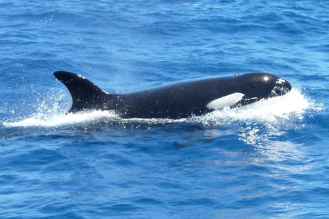 Full-Day Killer Whale Expedition From Albany - Tourism TAS 0