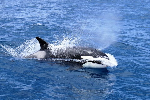 Full-Day Killer Whale Expedition From Albany - Tourism TAS 3
