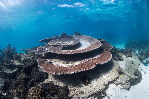 Whale Shark Adventure Tour - Tourism TAS 7