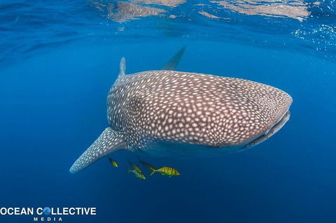 Whale Shark Adventure Tour - Tourism TAS 11