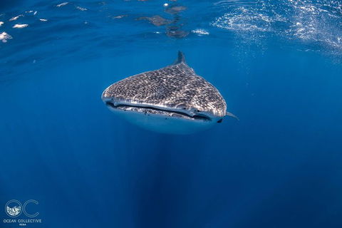 Whale Shark Adventure Tour - Tourism TAS 1