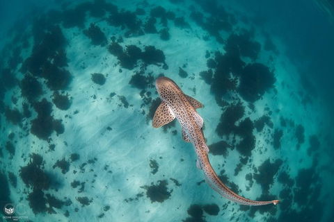 Whale Shark Adventure Tour - Tourism TAS 3
