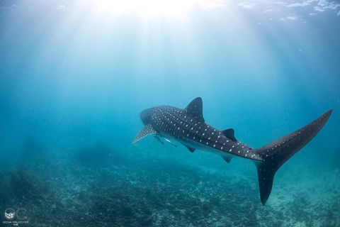 Whale Shark Adventure Tour - Tourism TAS 9