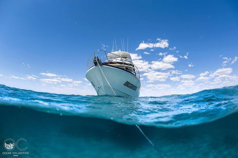 Whale Shark Adventure Tour - Tourism TAS 10