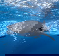 Whale Shark Adventure Tour - Tourism TAS