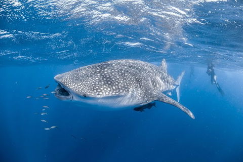 Whale Shark Adventure Tour - Tourism TAS 0