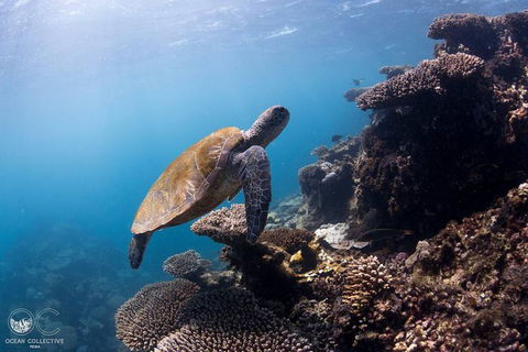 Whale Shark Adventure Tour - Tourism TAS 4