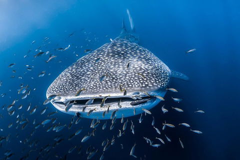 Whale Shark Adventure Tour - Tourism TAS 8