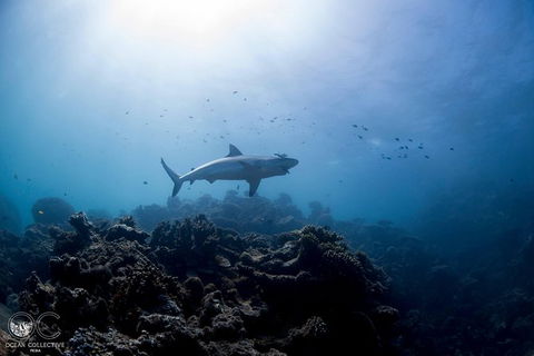 Whale Shark Adventure Tour - Tourism TAS 6